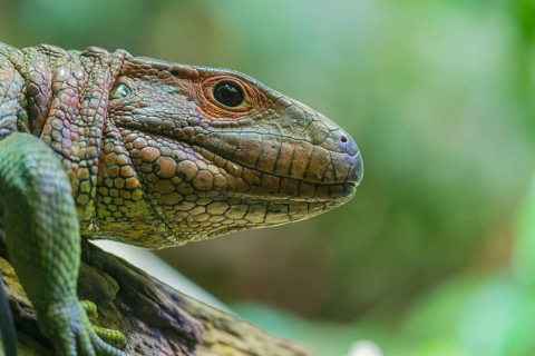 Sideview portrait of a northern caiman lizard (Dracaena guianensis) with green vegetation in the