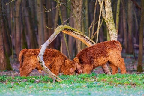 Two Highland calves (Bos (primigenius) taurus) playfighting
