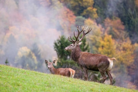 A red deer stag (Cervus elaphus) and a hind are standing in a meadow in hilly terrain. A forest