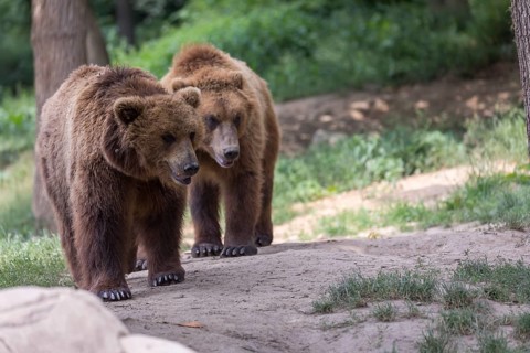 Two Kamchatka brown bears (Ursus arctos piscator), walking in a forest. Some green vegetation in
