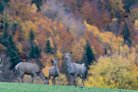 A herd of red deer (Cervus elaphus) standing on a meadow on hilly ground. A forest in fall foliage