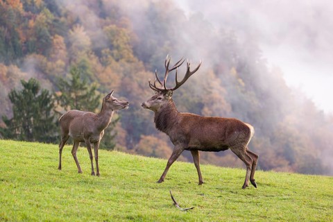 A red deer stag (Cervus elaphus) and a hind are standing in a meadow in hilly terrain. A forest