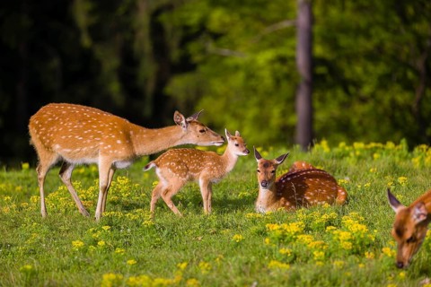 One female Manchurian sika deer or Dybowski's sika deer (Cervus nippon mantchuricus or Cervus