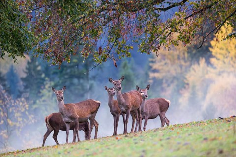 Five red deer hinds (Cervus elaphus) stand in a meadow, A forest with autumn leaves can be seen in