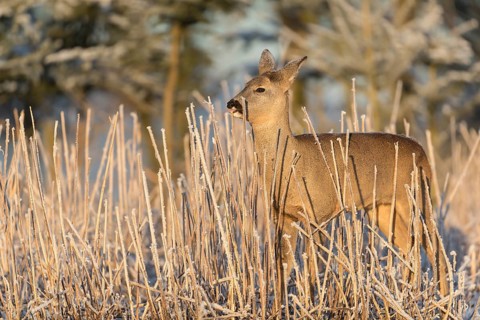 Roe deer standing in hoar frosted dead stinging nettle at minus 15 °C at sunrise. Licking off the