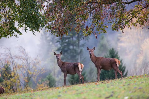 Two red deer hinds (Cervus elaphus) stand in a meadow, A forest with autumn leaves can be seen in