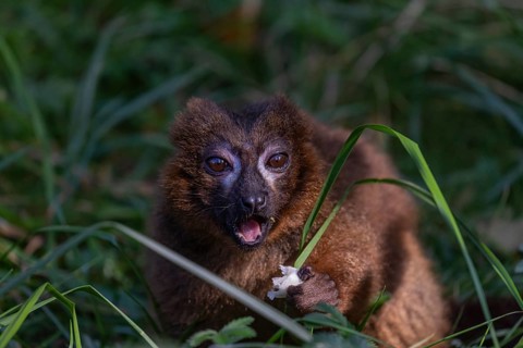 One red-bellied lemur (Eulemur rubriventer) sitting on grass, feeding on a leaf. Green vegetation