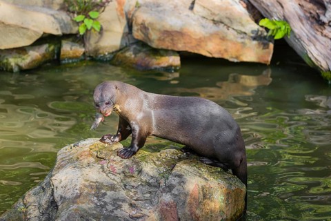 A giant otter or giant river otter (Pteronura brasiliensis) sits on a rock in the shallow water of