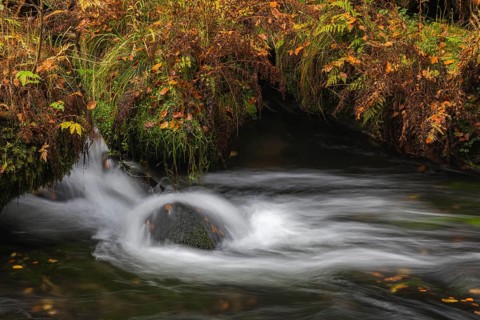 Flowing water with ferns and rocks in the Edmunds Gorge in autumn. River Kamnitz, Hrensko, Ustecky