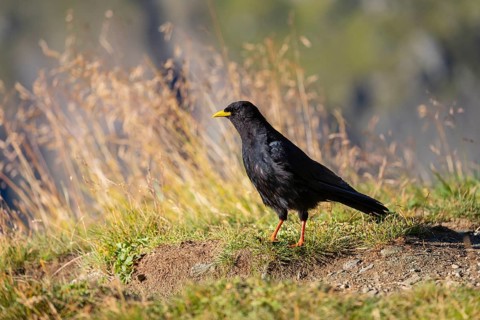 One young Alpine chough or yellow-billed chough (Pyrrhocorax graculus) stands on grass in the