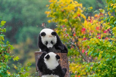 Two Giant Pandas, cubs, ailuropoda melanoleuca, climb in a tree