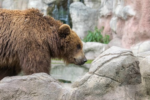 One Kamchatka brown bear (Ursus arctos piscator), bathing in a pond with a small cascade in the
