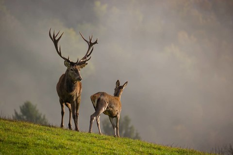 A red deer stag (Cervus elaphus) and a hind are standing in a meadow in hilly terrain. A forest