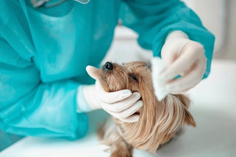 Veterinarian providing detailed grooming and care to a small dog