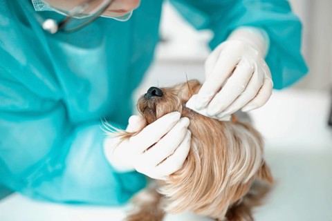 Veterinarian's focused attention during a dog's detailed examination