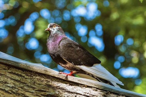 Portrait Of Brown Peacock Dove