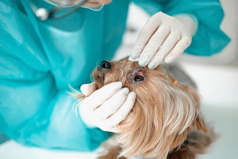 A vet inspects a dog's eye while wearing gloves and a blue gown