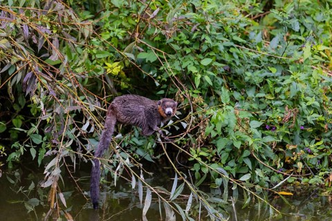 One male mongoose lemur (Eulemur mongoz) sitting on a twig in riparian vegetation, right above the