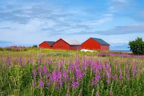 Red boathouses on the Lofoten coast, Gimsoy Island, Lofoten, Norway, Europe