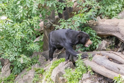 One Sun bear (Helarctos malayanus) walking over logs on a hilly ground in bright sunlight. Some