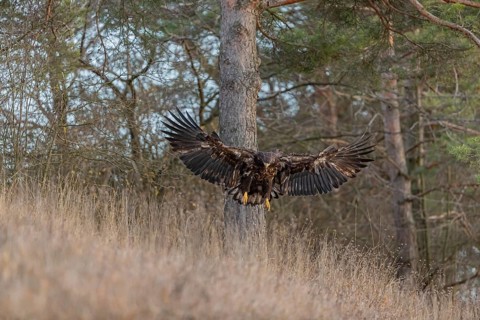 One white-tailed eagle (Haliaeetus albicilla) flying off of a pine tree standing in dry grass on
