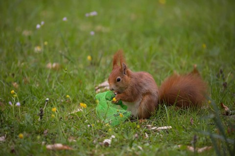 One Red squirrel or Eurasian red squirrel (Sciurus vulgaris) feeding on bird food in a plastic net.