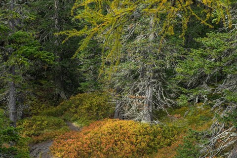 View of an autumnal virgin forest with small ponds, dead trees and heather. Hohe Tauern NP, Kolm