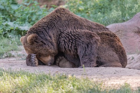 One Kamchatka brown bear (Ursus arctos piscator), resting in a forest. Some green vegetation in the