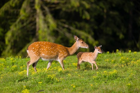 One female Manchurian sika deer or Dybowski's sika deer (Cervus nippon mantchuricus or Cervus