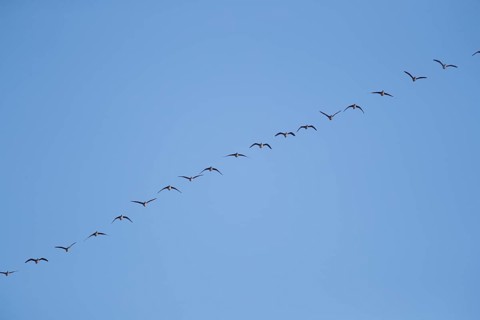 Greylag geese in relay flight in the sky, in the Großen Rosin Moor nature reserve,