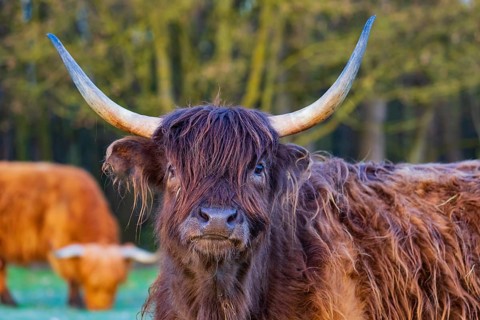 Portrait of a Highland cow (Bos (primigenius) taurus)
