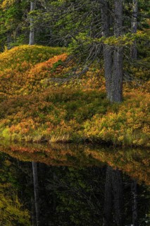View of an autumnal virgin forest with small ponds, dead trees and heather. Hohe Tauern NP, Kolm
