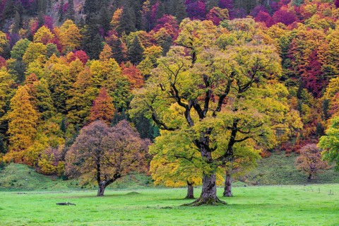 Trees with fall foliage at the Nature conservancy area Grosser Ahornboden. Sycamore maple trees,