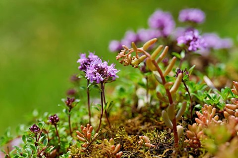 Wild broad-leaved thyme (Thymus pulegioides), Switzerland, Europe