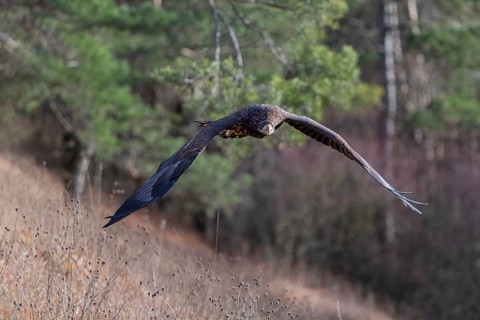 One white-tailed eagle (Haliaeetus albicilla) flying off of a pine tree standing in dry grass on