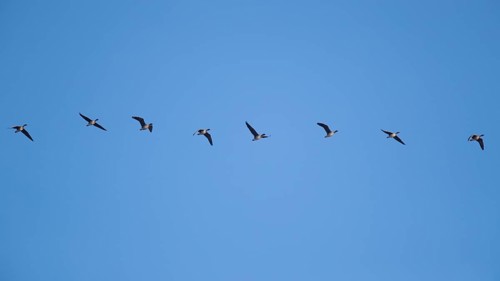 Greylag geese in relay flight in the sky, in the Großen Rosin Moor nature reserve,