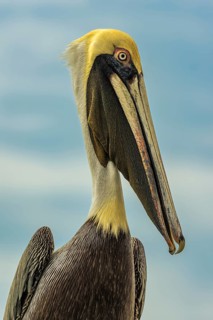 Brown pelican (Pelecanus occidentalis) side view, portrait, Playa Salinas, Costa Rica, Central