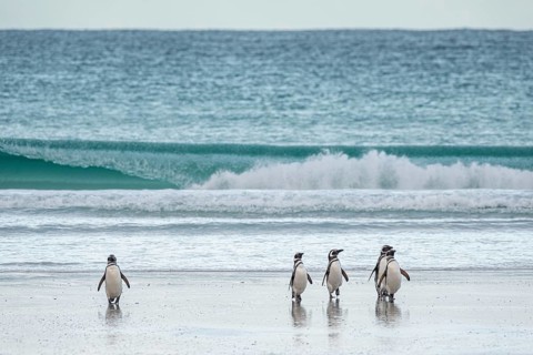 Magellanic penguins (Sphreniscus magellanicus) landing on a beach, Volunteer Point, Falkland