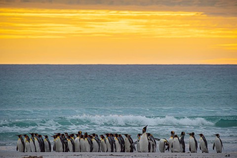 King penguins (Aptenodytes patagonicus), in the morning light on the beach, Volunteer Point,