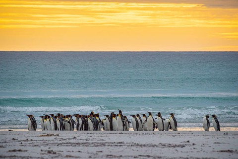 King penguins (Aptenodytes patagonicus), in the morning light on the beach, Volunteer Point,