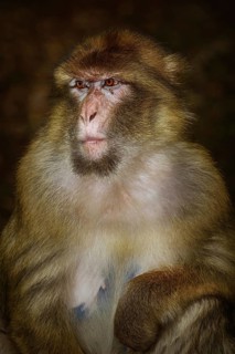 Closeup Portrait of Barbary Macaque (Macaca Sylvanus) Salem, Germany, Europe