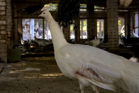 Injured White Peacock (Pavo cristatus), Peafowl Standing in Cage