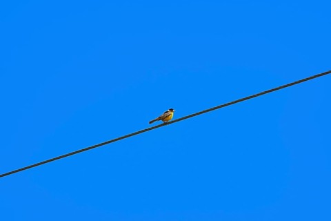 Black-headed Bunting Bird on the Wire. Minimalistic Image. Devna, Bulgaria, Europe