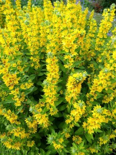 Golden fieldfare, yellow flowers