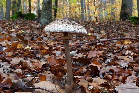 Parasol mushroom, Parasol, giant umbrella mushroom at a weekly market market (Macrolepiota