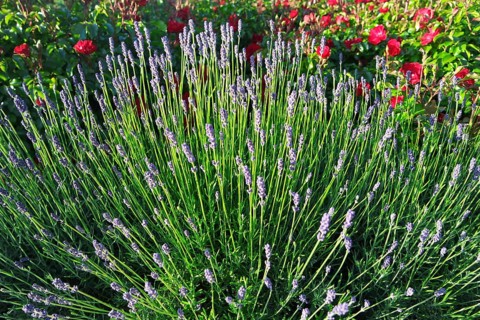 Summer bed with lavender and roses