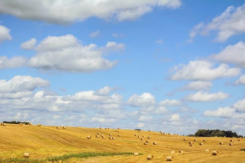 A Lot Of Haystacks On The Field In Lithuania