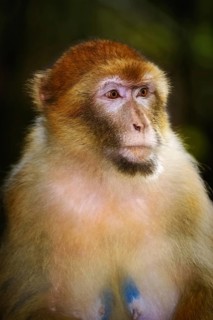 Closeup Portrait of Barbary Macaque (Macaca Sylvanus) Salem, Germany, Europe