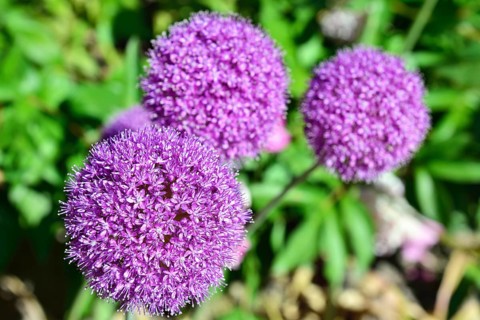 Lilac garden flower in the shape of a ball