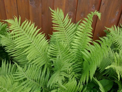 Garden fern